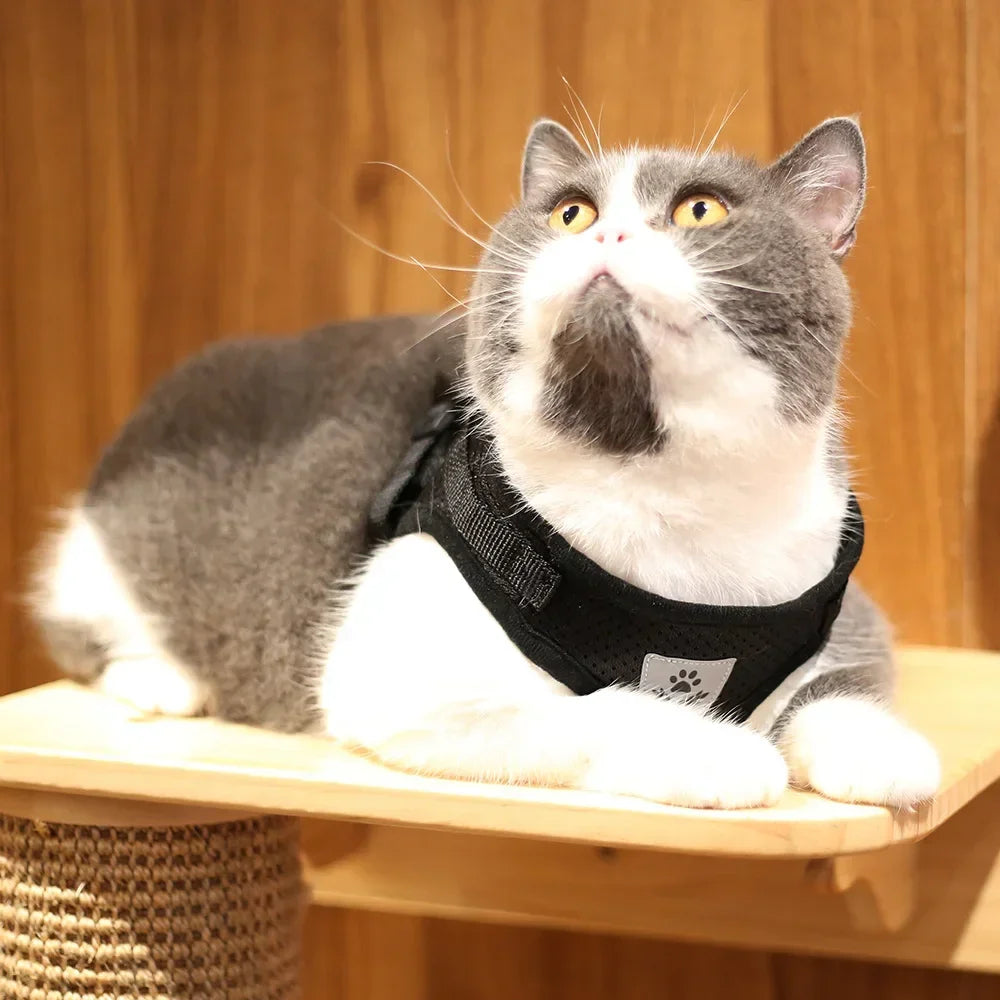 Cat Harness Lead Leash